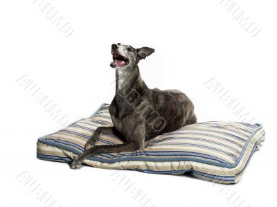 laying greyhound