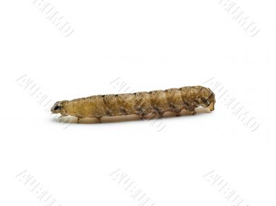 brown caterpillar