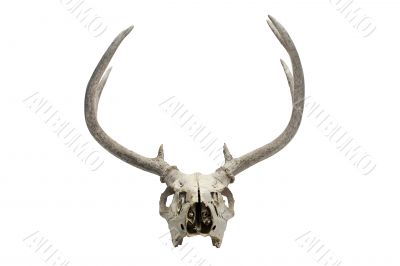 old deer skull 