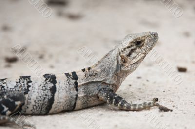 crawling sea iguana