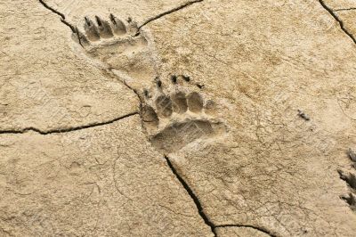 dried bear tracks