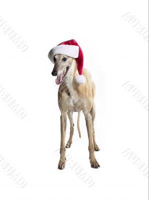 greyhound santa