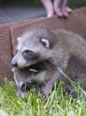baby raccoon