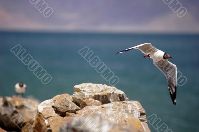 Seagull flying over a beach