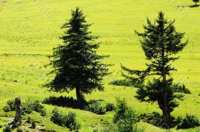 Trees on grassland