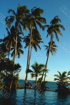 Coconut trees