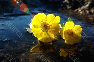 Wild yellow flowers