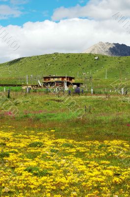 Landscape of grassland