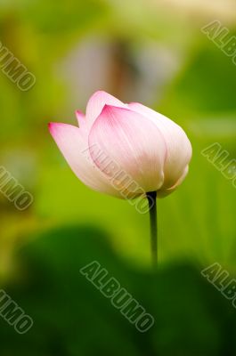 Pink lotus flower blooming in pond in the summer