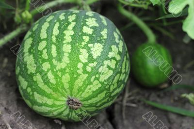 Watermelon growing in the garden laying on the ground