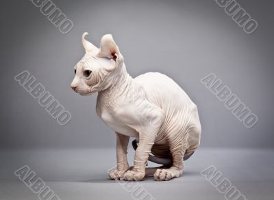 sitting hairless cat