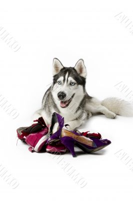 siberian husky with torn women shoes