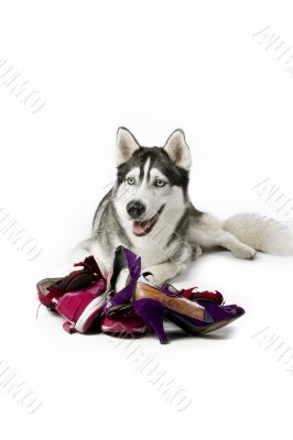 siberian husky with torn women shoes