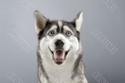 siberian husky with a big smile