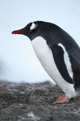 side view image of antarctic penguin