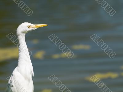 side view of a white bird