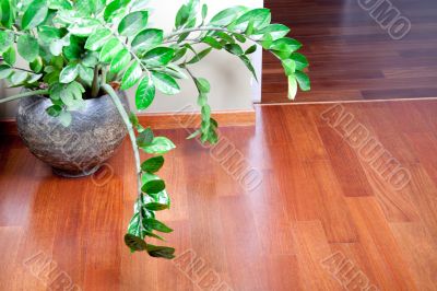flowerpot with beautiful plant 