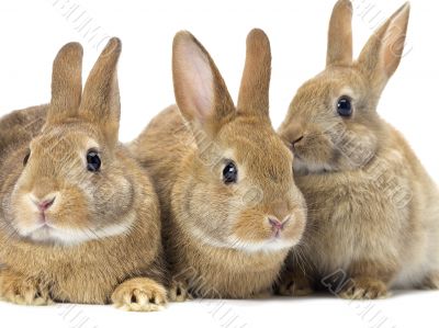 three brown bunny rabbit