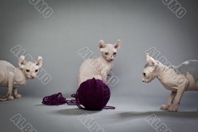 three curious cats