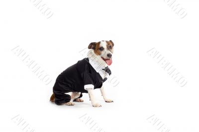 tuxedo jack russell terrier
