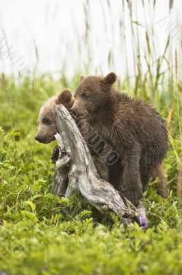 two cubs