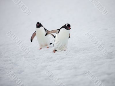 two gentoo penguins walking on snow