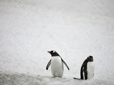 two penguins