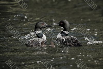 view of aquatic birds