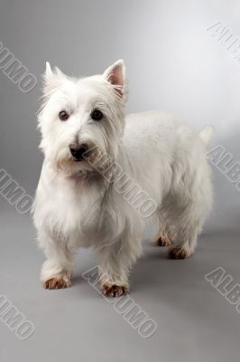 west highland terrier puppy