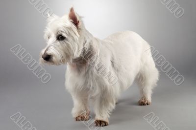 west highland white terrier