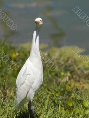 white aquatic bird