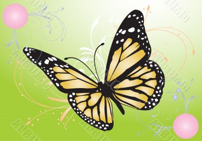 image of a butterfly