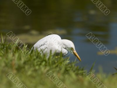 whooper swan with yellow beak