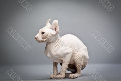 wrinkly cat