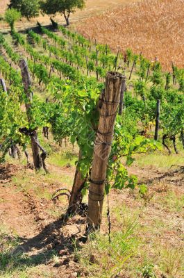 Vineyard in autumn