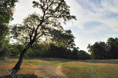 Tree in Park