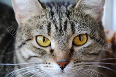Cat`s portrait with yellow eyes 
