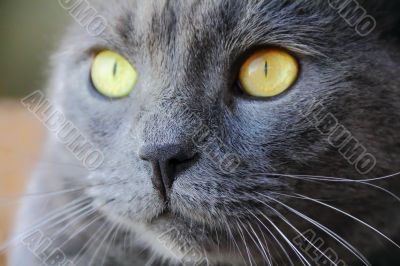 Cat`s portrait with yellow eyes 