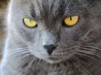 Cat`s portrait with yellow eyes 