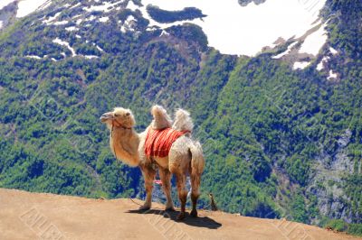 Lonely camel in high Caucasus mountains