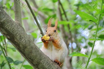 Eating squirrel on tree in park