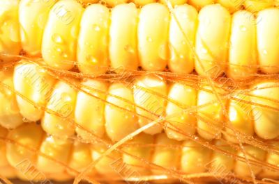 Macro view of corn cob