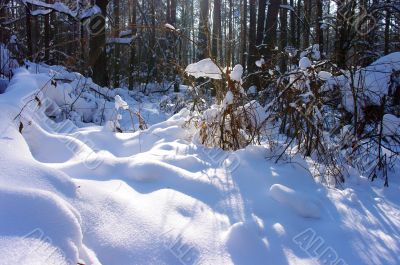 Sunset in a winter forest. 