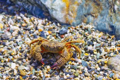 Crab