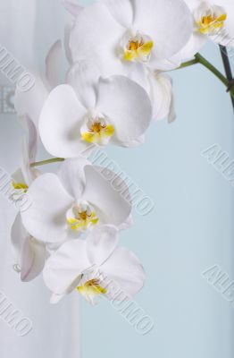 Orchid