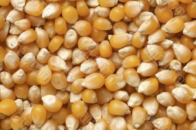 corn grains