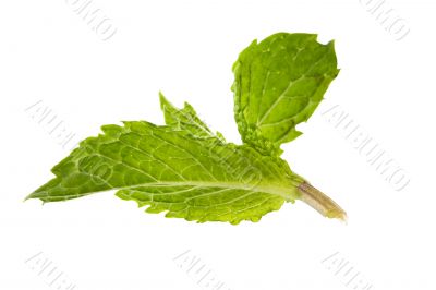  aroma mint leaves