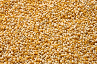  dried corn 