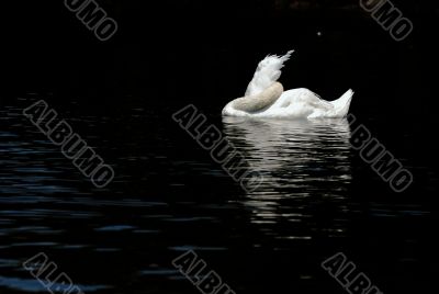 Sleeping Swan