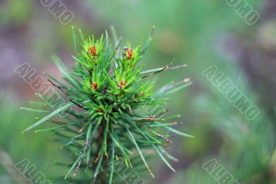 Pine tree branch and drops in autumn day